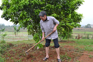 Nhằm phát triển kinh tế hộ, nhiều hội viên NCT xã Thanh Hối  (Tân Lạc) đã đầu tư mô hình trồng bưởi đỏ, bưởi da xanh.